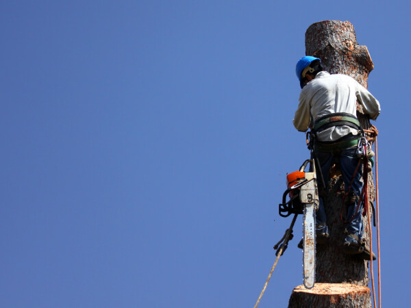 Safe, reliable, and efficient tree removal specialists.