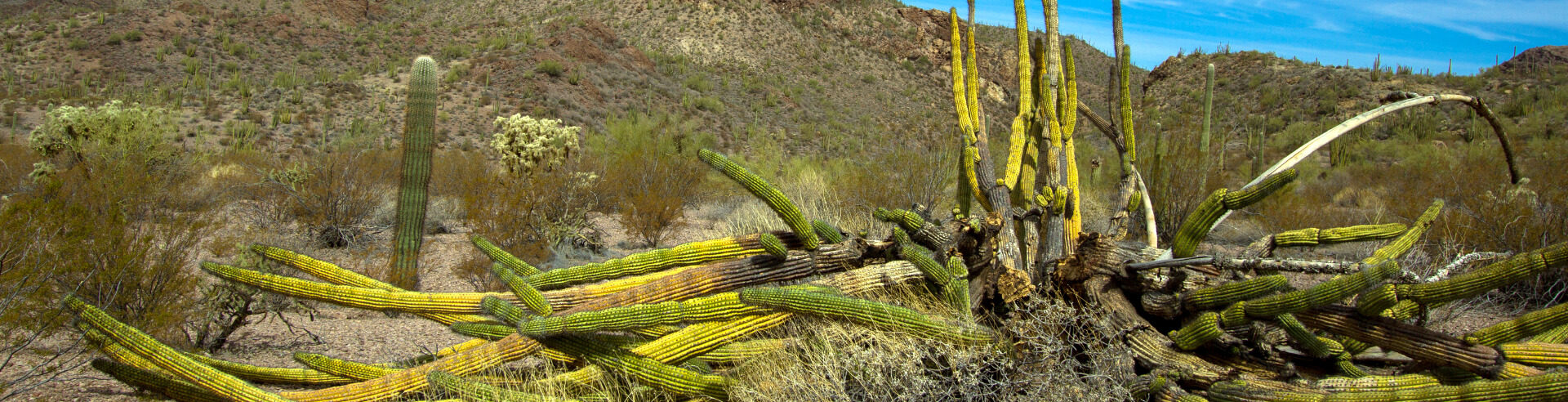 Dying cactus in Phoenix