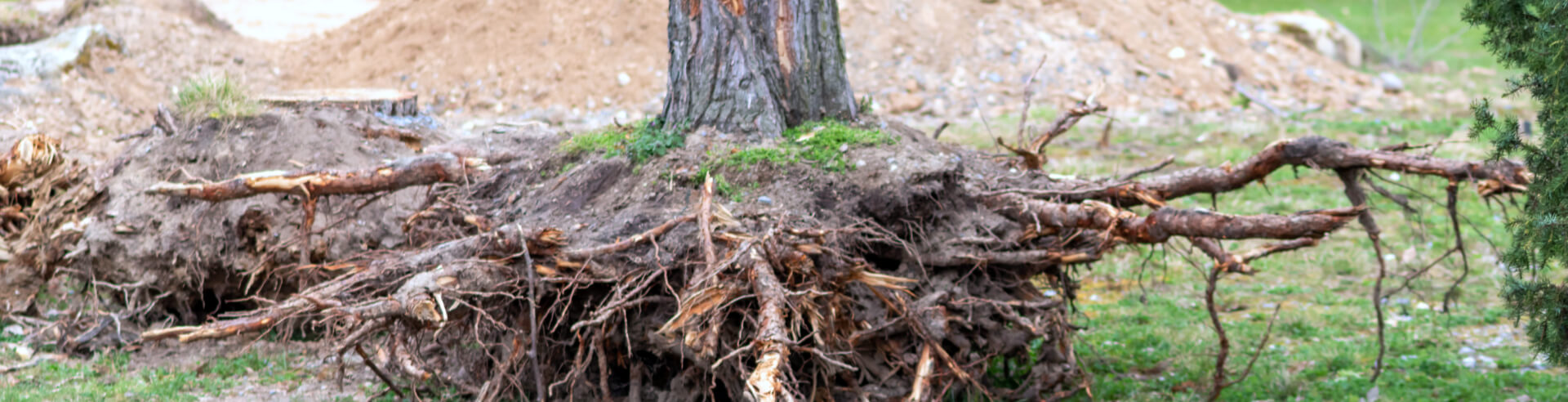 Dying Tree Roots